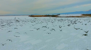 4K冬季飞鸟飞过天空25秒视频