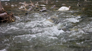 山间古河的清洁混合水流7秒视频