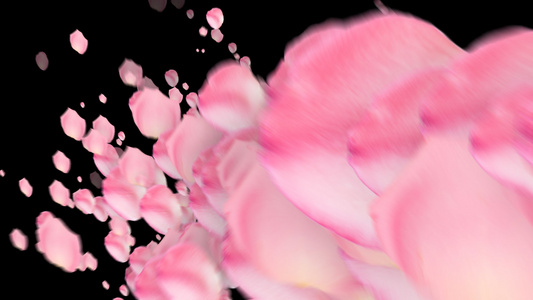 粉色玫瑰花瓣 情人节 婚礼婚庆 背景视频素材视频