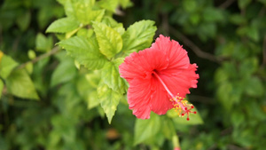 热带花朵象形花索雷尔和卡扎尼卡火花6秒视频