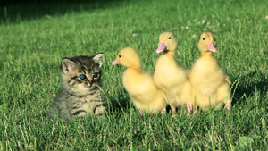 小猫和三只小鸭坐在草地上10秒视频