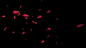 玫瑰花飘落情人节背景视频32秒视频