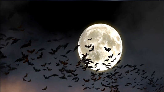 月亮蝙蝠视频视频