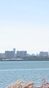 深圳前海海边公园城市风光视频