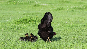 走在草地上的母鸡和小鸭10秒视频