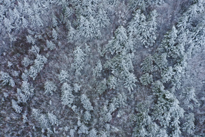 白雪皑皑下的茂密松针林16秒视频