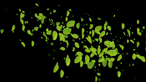 绿色环保绿叶动态元素带通道3秒视频