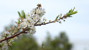 梨花盛开合集54秒视频