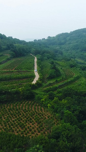 白皮松树航拍绿色植物视频