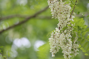 蜜蜂与槐花36秒视频