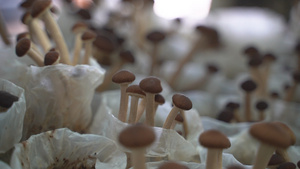 4K高清蘑菇65秒视频