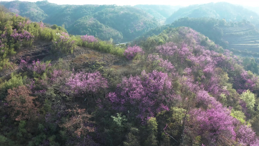 春天满山遍野紫荆花野山花航拍视频