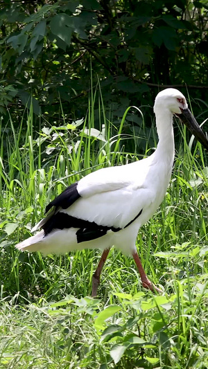 拍摄国家一级保护动物东方白鹤合集濒危物种49秒视频