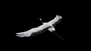 三维白鹤动画8秒视频