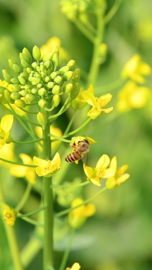 油菜花花中蜜蜂采蜜22秒视频