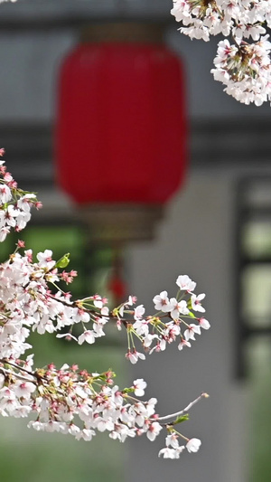 红灯笼与樱花高高挂57秒视频