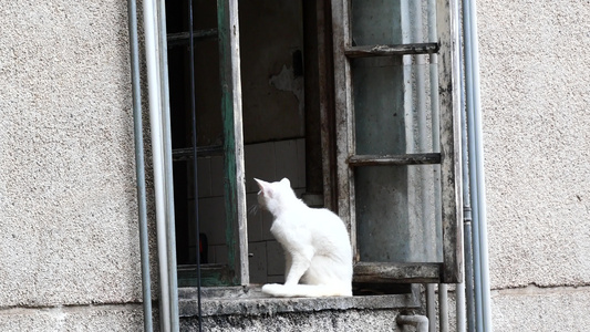 小区房子窗台上一只猫咪视频