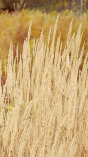凋零的枯草芦苇随风飘零24秒视频