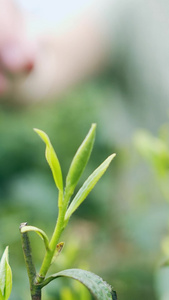 实拍茶园唯美采茶女采茶手特写视频素材春茶节视频