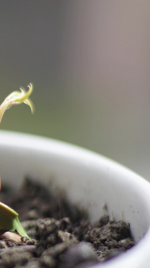 延时植物生长种子发芽生机勃勃22秒视频