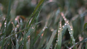 清晨的露水在草地上闪耀7秒视频