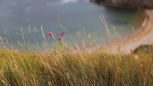 以极地海岸为背景的紫色鲜花和草草6秒视频