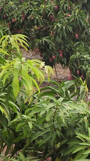 贵妃芒果园芒果树39秒视频