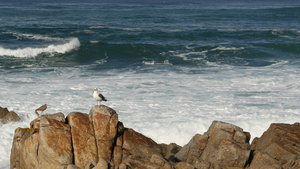 海岸边岩石上的海鸟19秒视频
