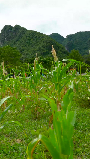 玉米地实拍世界粮食日20秒视频