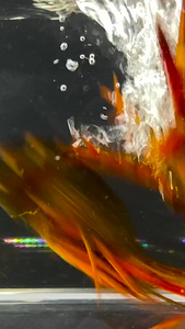 实拍活体小龙虾5美食食材视频