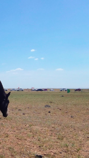 拍摄蓝天下草原上悠闲吃草的马群内蒙古77秒视频