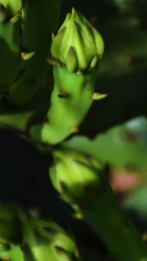 仙人掌开花延时高速摄影15秒视频