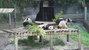 吃竹子的国宝大熊猫64秒视频