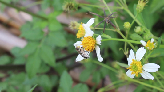 花朵上的蜜蜂视频