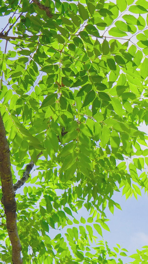 延时夏天阳光飘云树叶云层空镜17秒视频