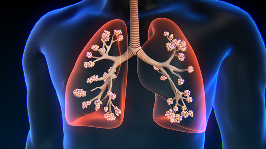 3D人体医疗肺泡[人体生理]视频