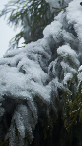 实拍冬天松树枝上的雪雪景视频素材冷空气视频