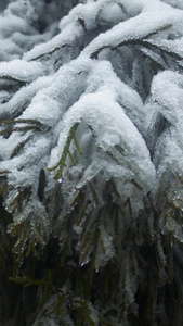 实拍冬天松树枝上的雪雪景视频素材冷空气视频