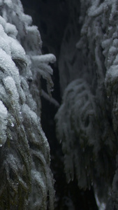 实拍冬天松树枝上的雪雪景视频素材冷空气视频