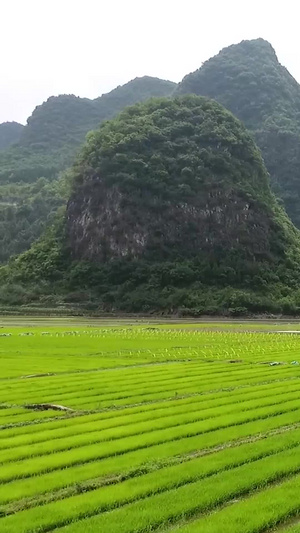 节气芒种合集宣传片32秒视频