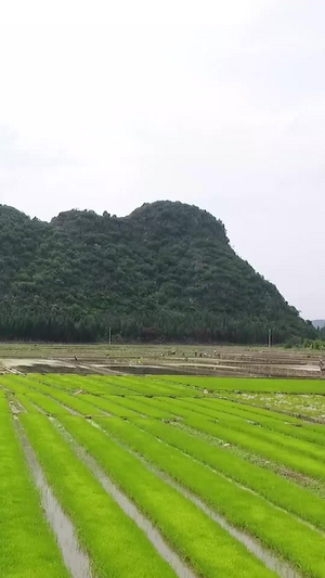 节气芒种合集宣传片32秒视频