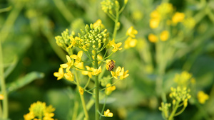 油菜花花中蜜蜂采蜜4K22秒视频