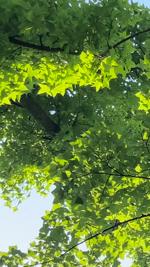 实拍夏日阳光穿过树林阳光直射37秒视频