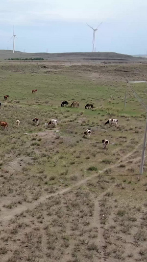 航拍草原上的牛群畜牧业143秒视频