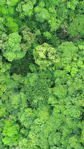 绿色森林航拍自然风光视频