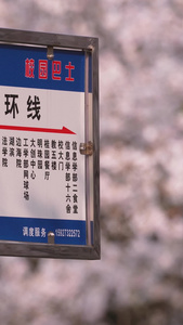 城市旅游樱花季武汉大学校内bus车站素材春天素材视频