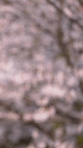 城市旅游樱花季武汉大学校内bus车站素材樱花树视频
