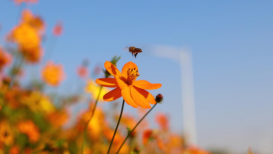 4K春暖花开自然花草蜜蜂在采花蜜春天风光视频