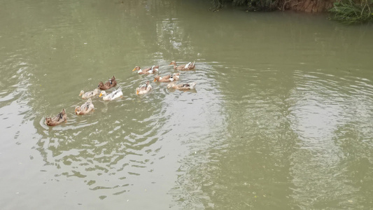 水中嬉戏游泳的鸭子视频