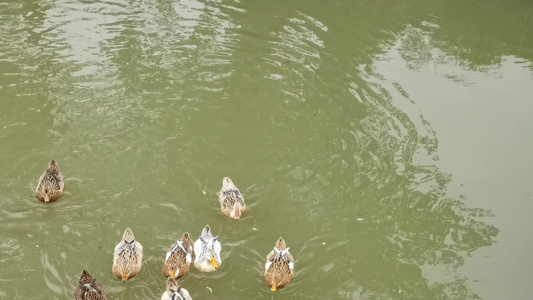 水中嬉戏游泳的鸭子视频
